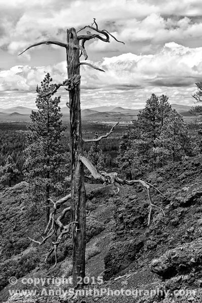 Tree Skeleton on the Lava Butte